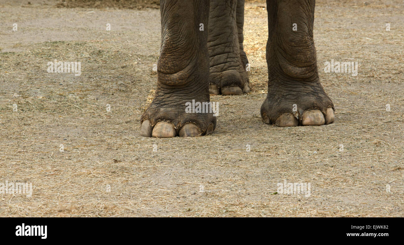 HUF Nahaufnahme eines asiatischen Elefanten, Elephas maximus Stockfoto