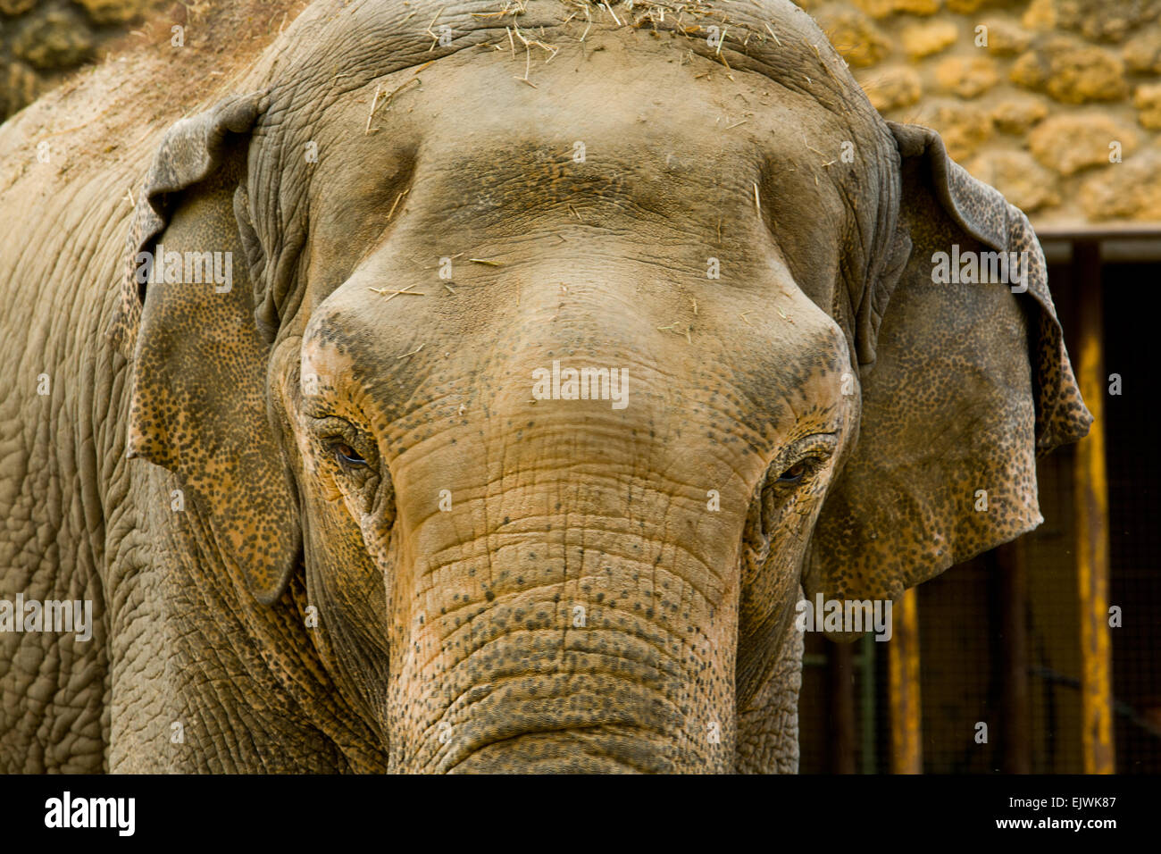 Nahaufnahme eines asiatischen Elefanten, Elephas maximus Stockfoto
