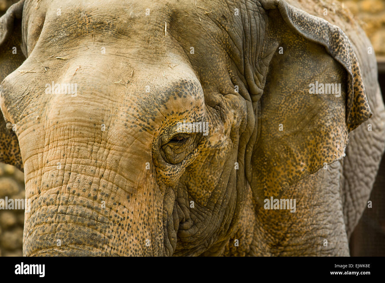 Nahaufnahme eines asiatischen Elefanten, Elephas maximus Stockfoto