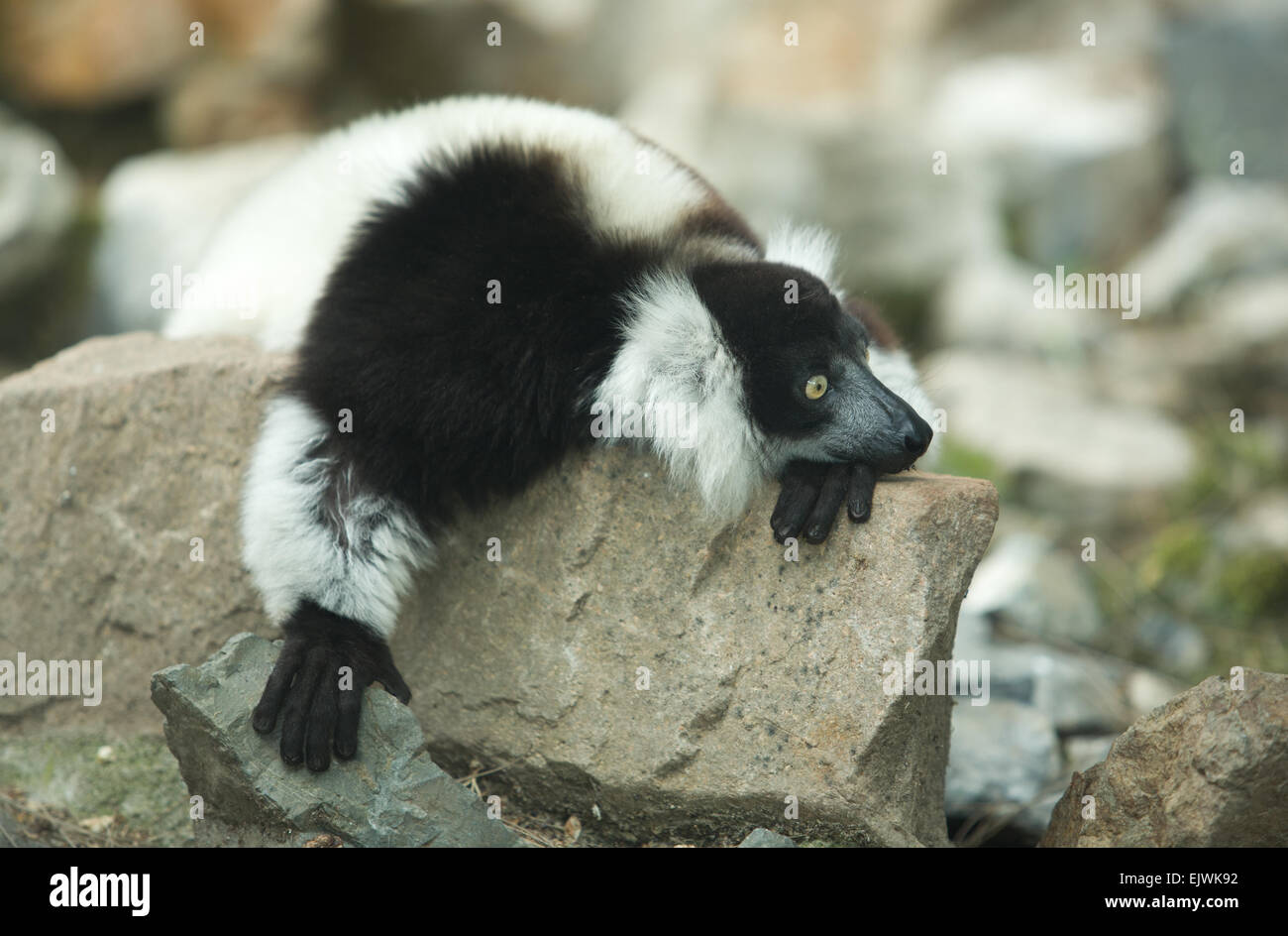 Lemur, niedliche Affe Tier aus Madagaskar. Schwarz / weiß zerzaust Lemur (Varecia Variegata) Stockfoto