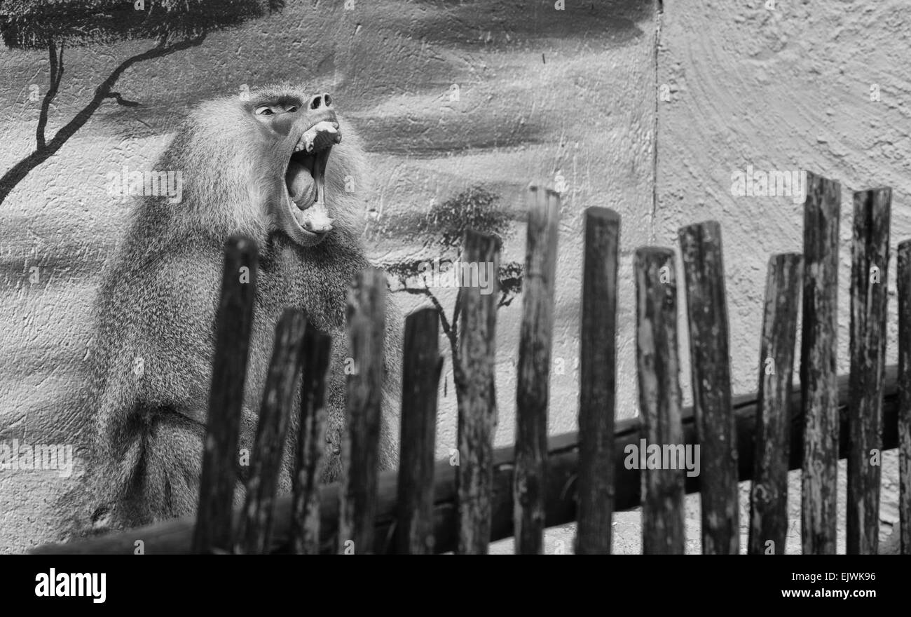 Ein behaarte Pavian öffnet den Mund für ein großes Gähnen Stockfoto