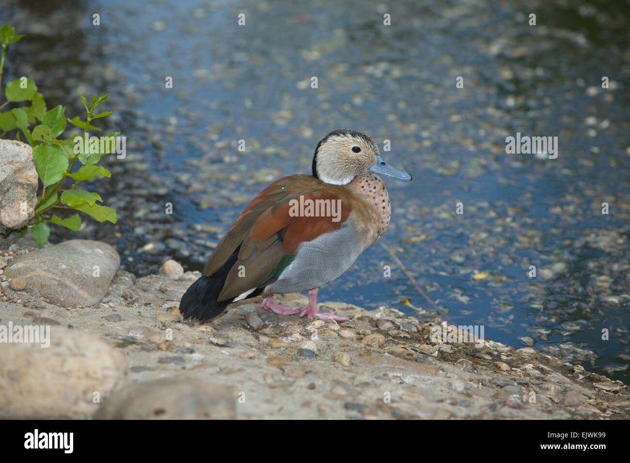 Die beringt Krickente, eine kleine Ente der südamerikanischen Wälder, neben dem Teich-Ufer Stockfoto