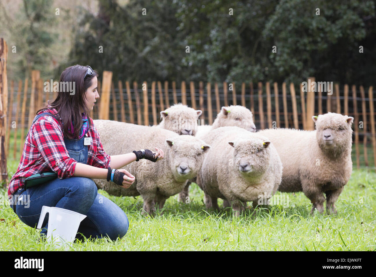 Schäferin Ellie Burch, 22, aus Croydon mit einer Herde von fünf Southdown Mutterschafe von Wakehurst Platz.  Kew Gardens' Easter Festival "Shaun das Schaf" öffnet in Kew Gardens am 28. März und läuft bis 12. April 2015. Stockfoto