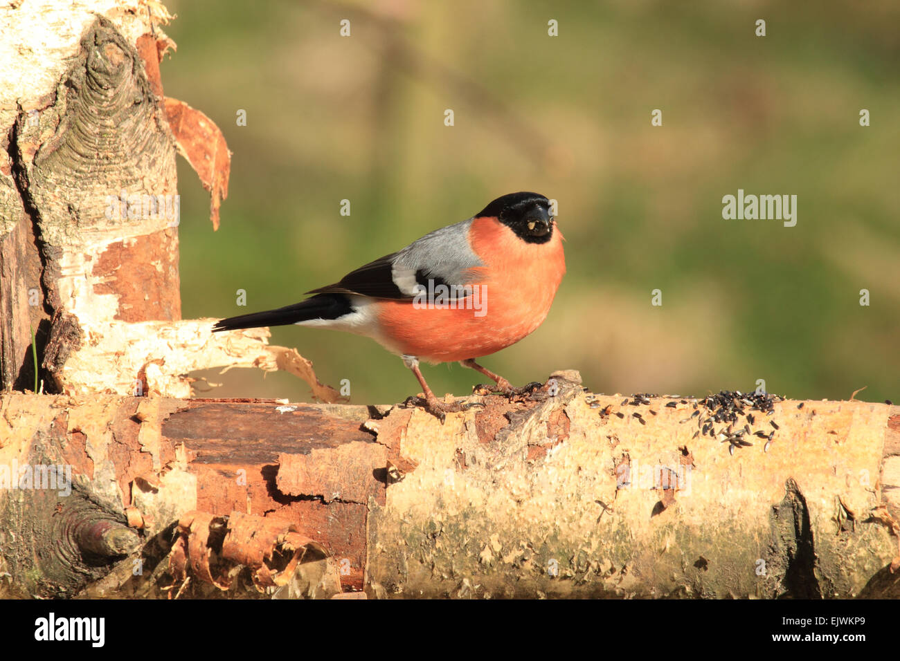 Gimpel Pyrrhula Pyrrhula ein passerine Vogel in der Fisch-Familie häufig der Obstgarten Wald- und hedgrow Stockfoto