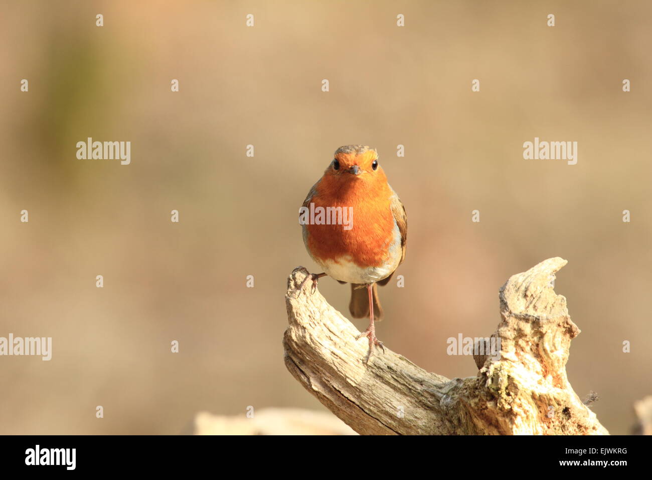 Robin Erithacus Rubecula Sperlingsvögel A kleine passerine Songbiord in der Drossel-Familie Stockfoto