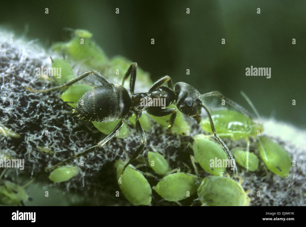 Schwarze Ameise - Lasius Niger Melken Blattläuse Stockfoto