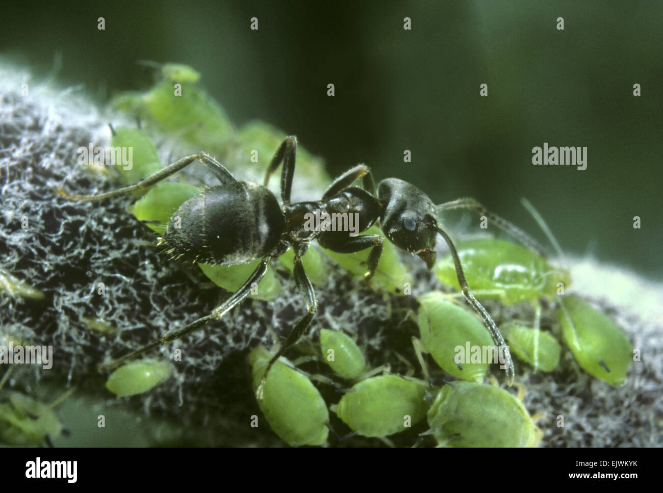 Ameise lasius -Fotos und -Bildmaterial in hoher Auflösung – Alamy