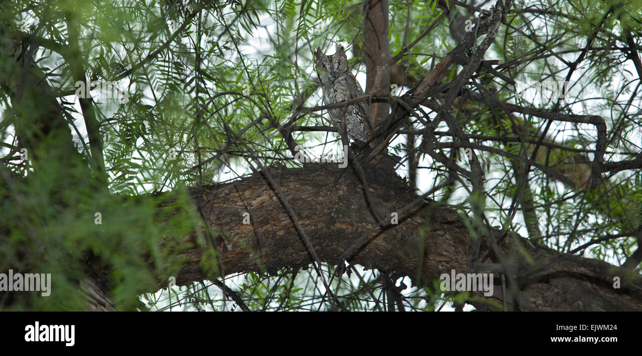 Ein eurasischen Zwergohreule Eule Sitzplätze frei auf einem Baum Ast, Cordoba Zoo, Spanien Stockfoto