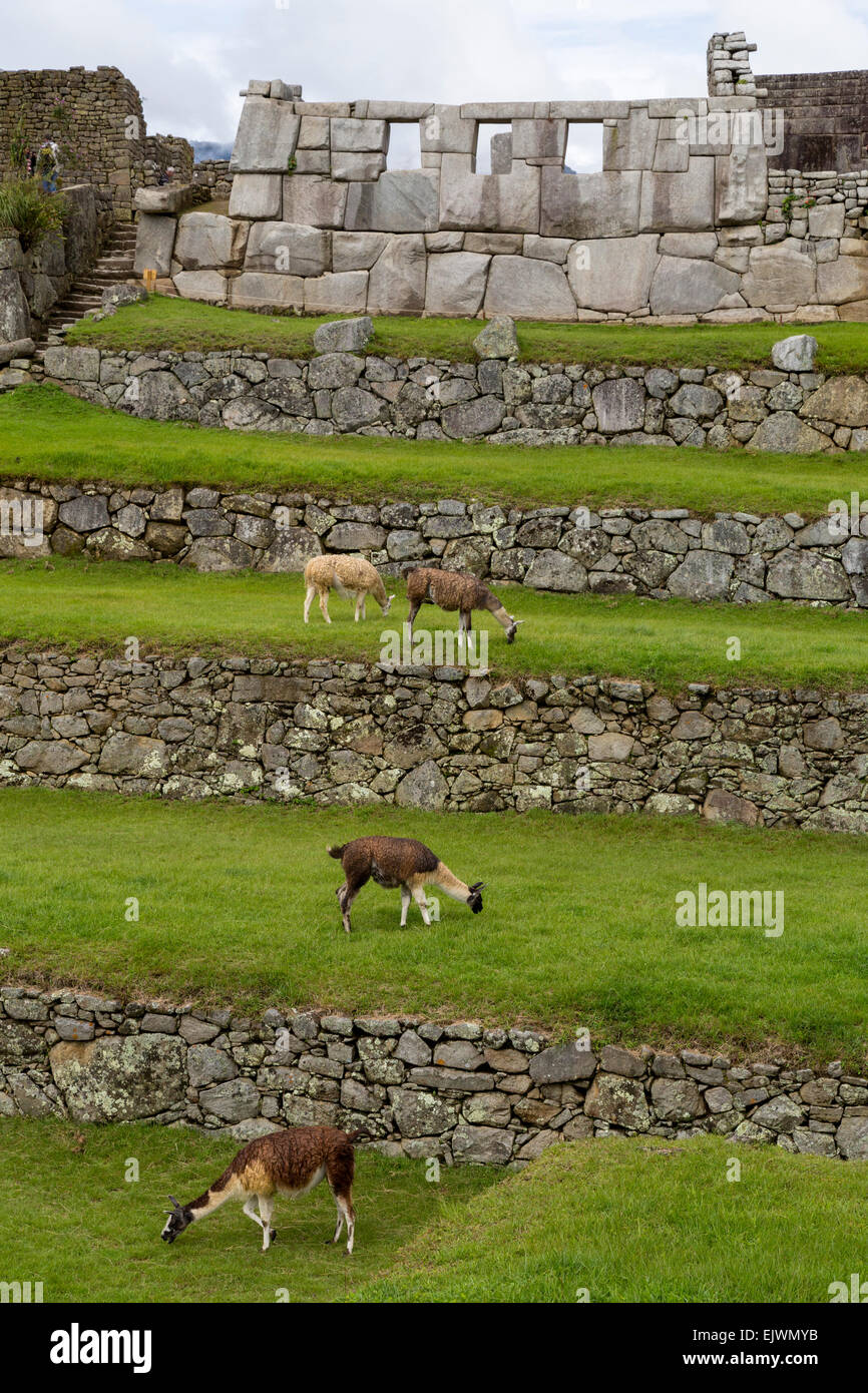 Peru, Machu Picchu.  Tempel der drei Fenster, Lamas Weiden im Vordergrund. Stockfoto