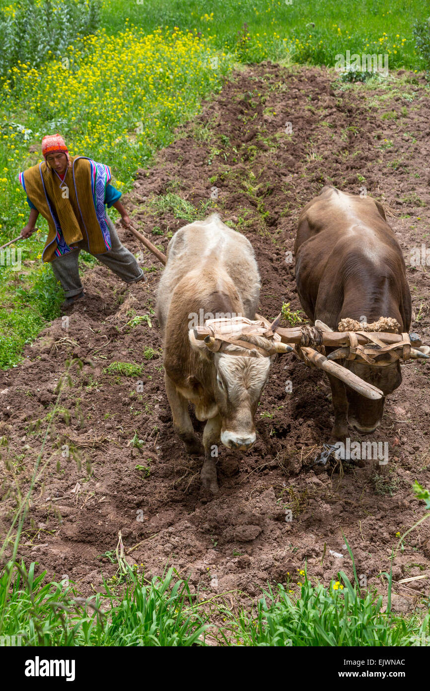 Peru, Misminay Dorf, Urubamba-Tal.  Quechua-Bauer mit Ochsen pflügen. Stockfoto