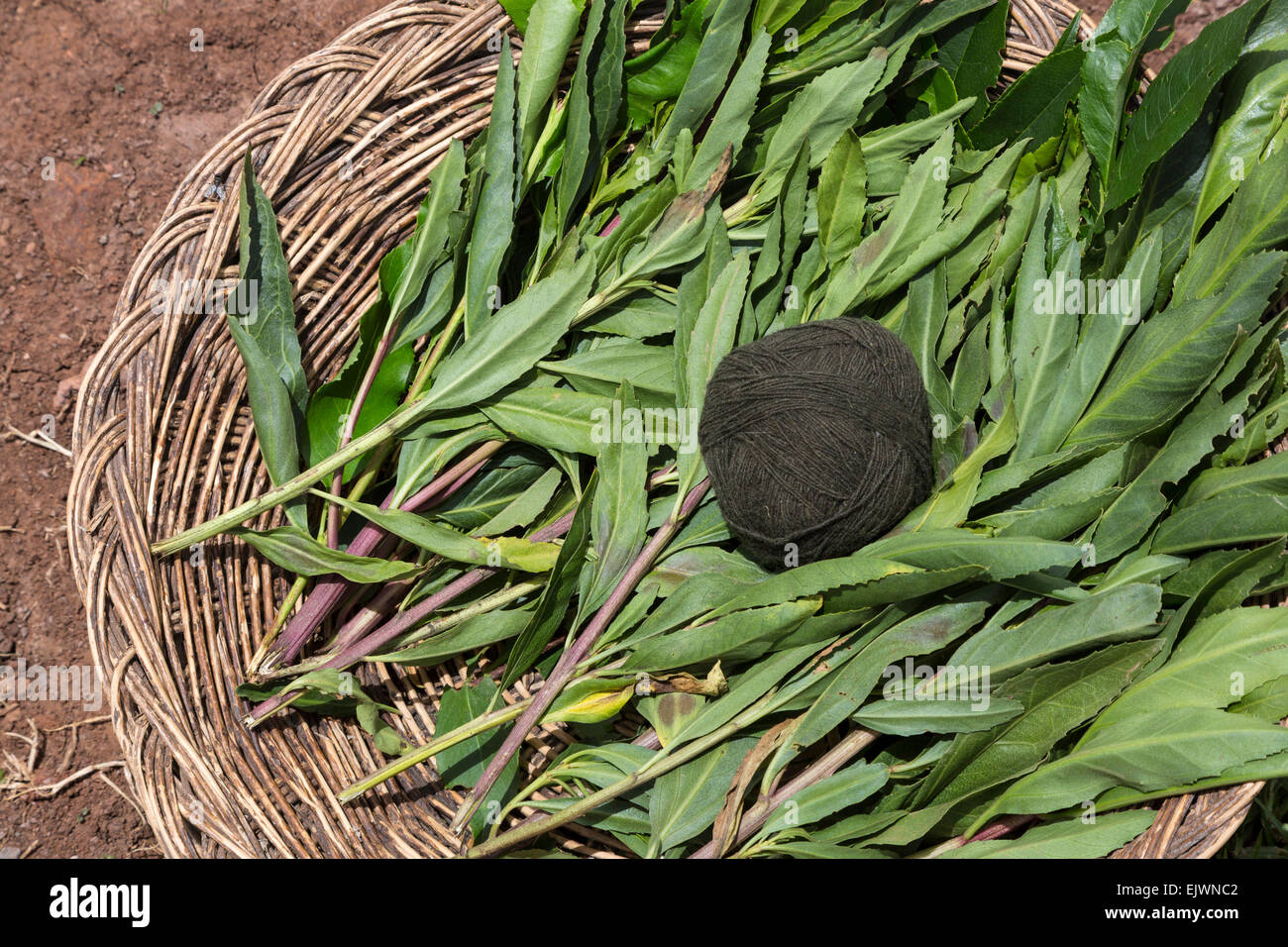 Peru, Urubamba-Tal, Quechua Dorf von Misminay.  Kugeln aus Garn für Weben Stoff, zeigt Pflanze verwendet, um das Garn zu färben. Stockfoto