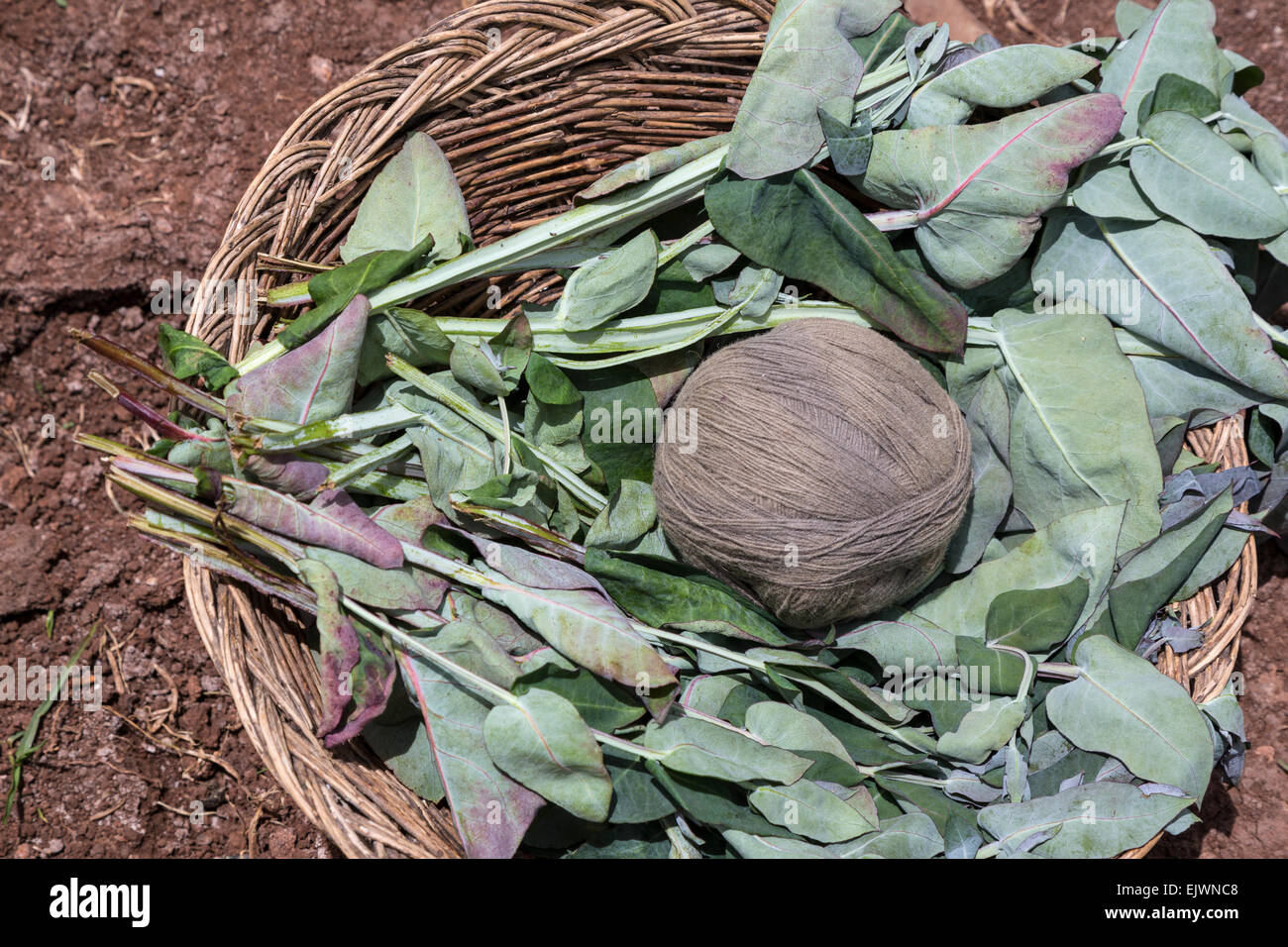 Peru, Urubamba-Tal, Quechua Dorf von Misminay.  Kugeln aus Garn für Weben Stoff, zeigt Pflanze verwendet, um das Garn zu färben. Stockfoto