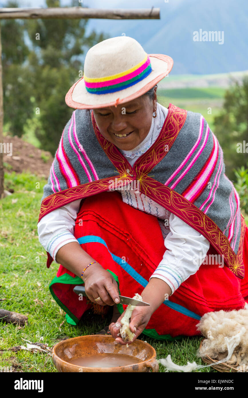 Peru, Urubamba-Tal, Quechua Dorf, Misminay.  Frau Schaben eine Wurzel um ein natürliches Bio Reinigungsmittel zum Waschen von Wolle zu erstellen. Stockfoto
