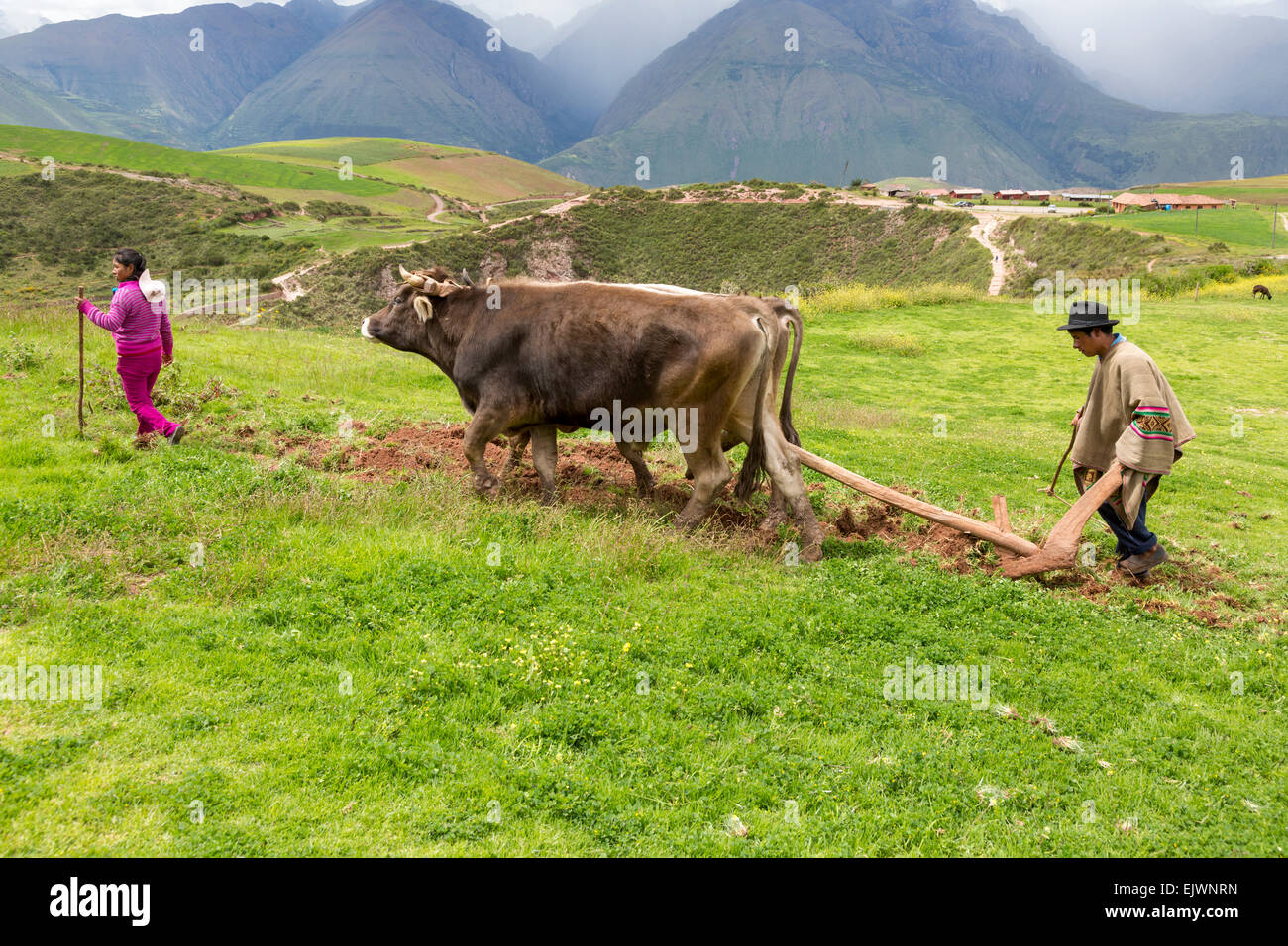 Peru, Moray, Urubamba-Tal.  Quechua-Landwirt Pflügen Land mit Rindern. Stockfoto