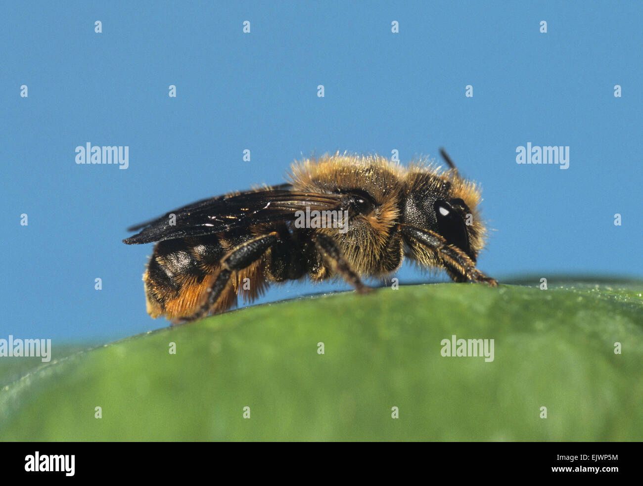 Blatt-Cutter Bee - Megachile centuncularis Stockfoto