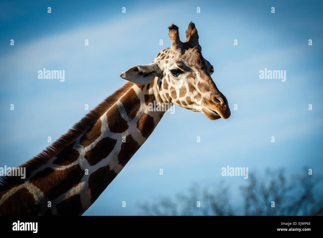 Ein Porträt einer Giraffe isoliert auf blauem Grund. Stockfoto