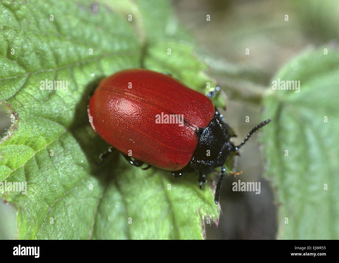 Pappel Getreidehähnchen - Chysomela populi Stockfoto