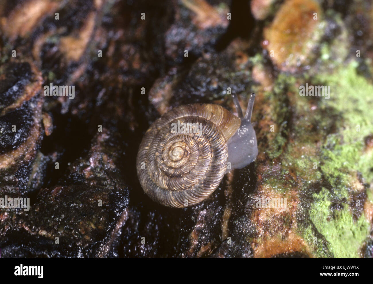 Abgerundete Schnecke - Discus rotundatus Stockfoto