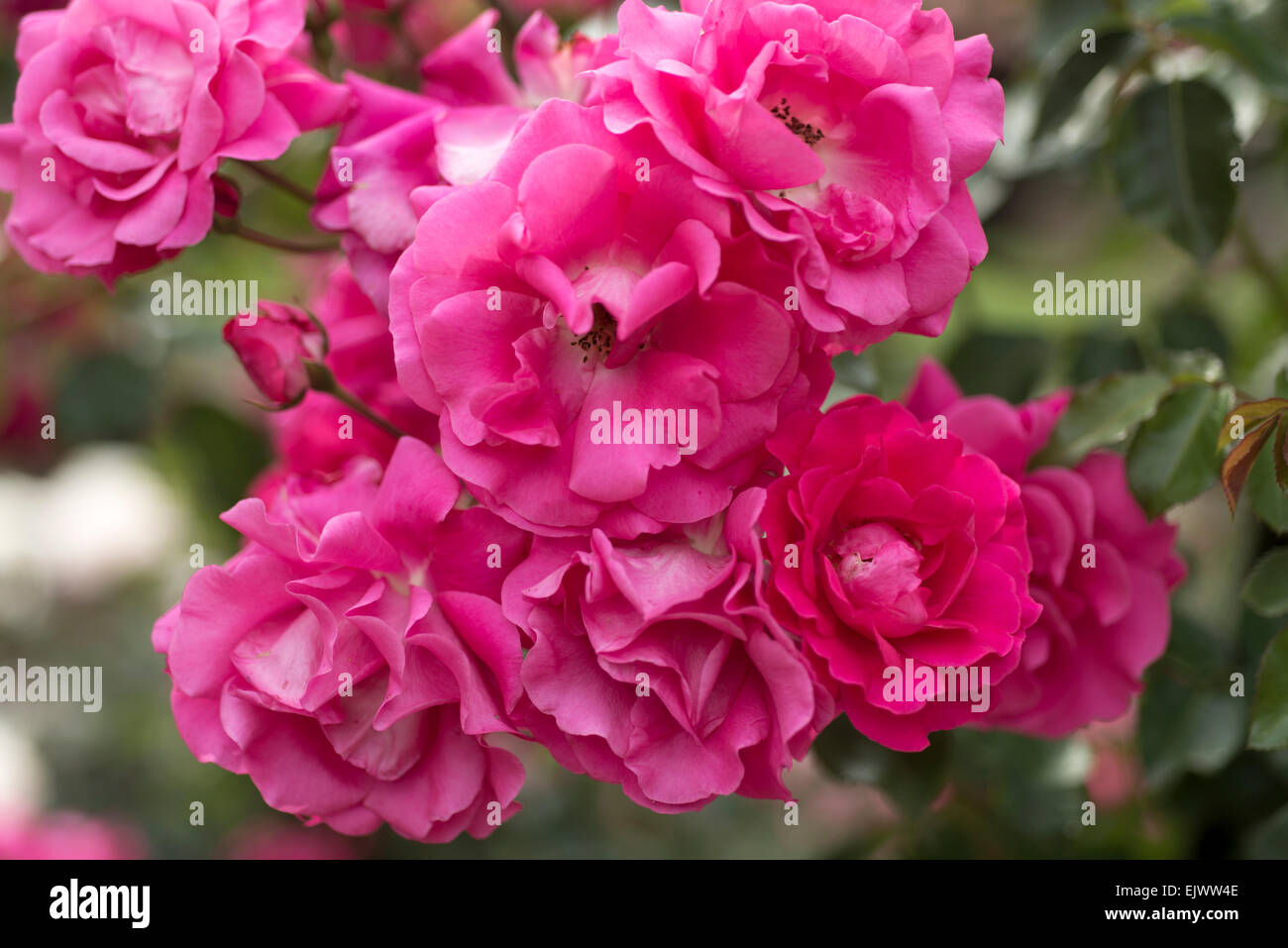 Rosa-Pretty Pink Stockfoto