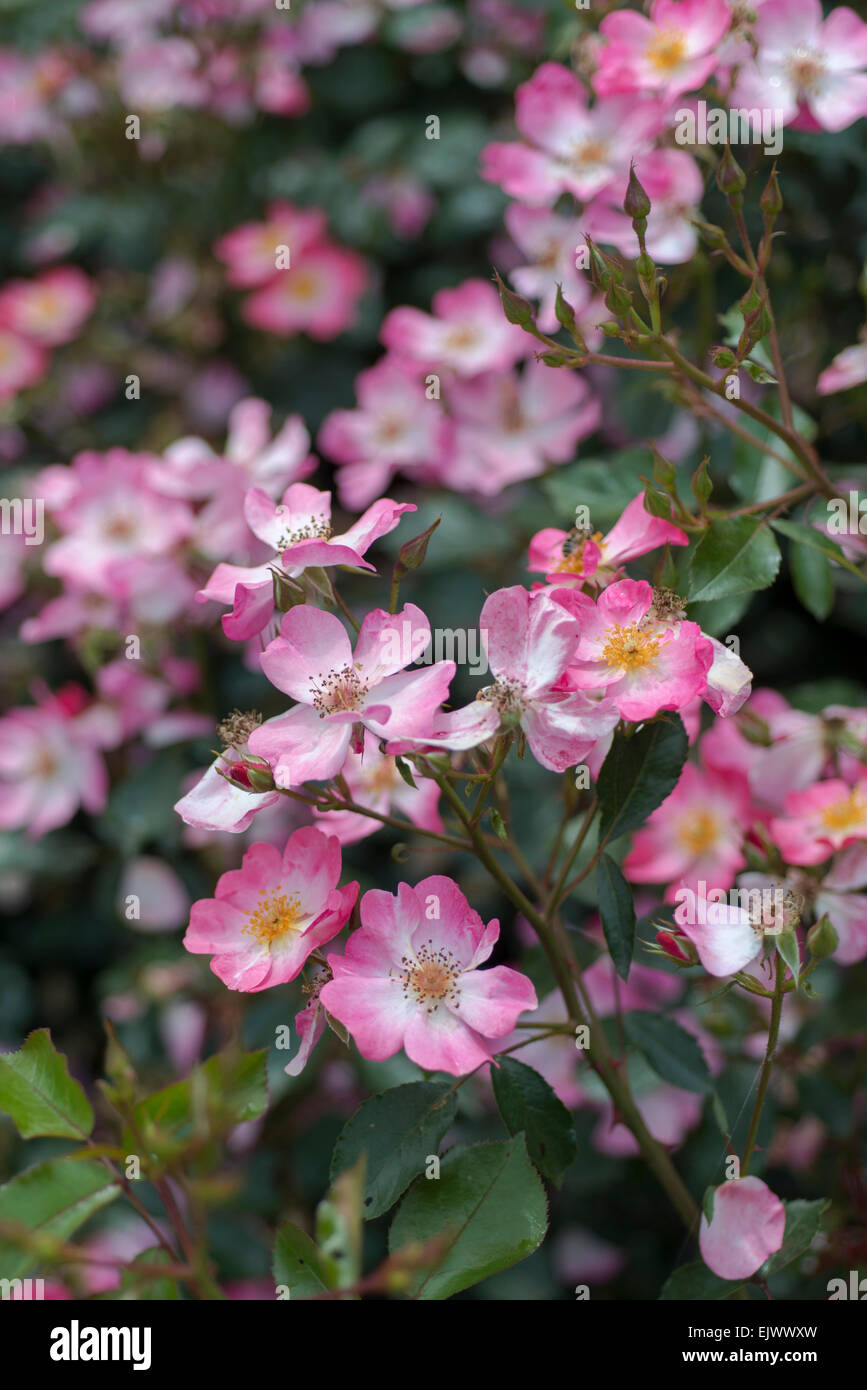 Rosa Catherine de Kerckhova Stockfoto