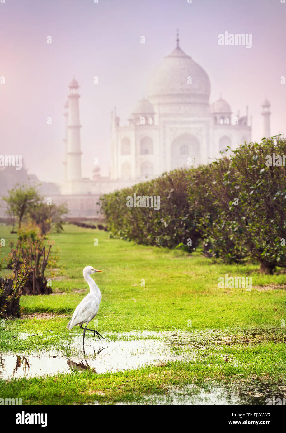 Weißer Reiher im Mehtab Bagh Garten mit Taj Mahal in Agra, Uttar Pradesh, Indien Stockfoto