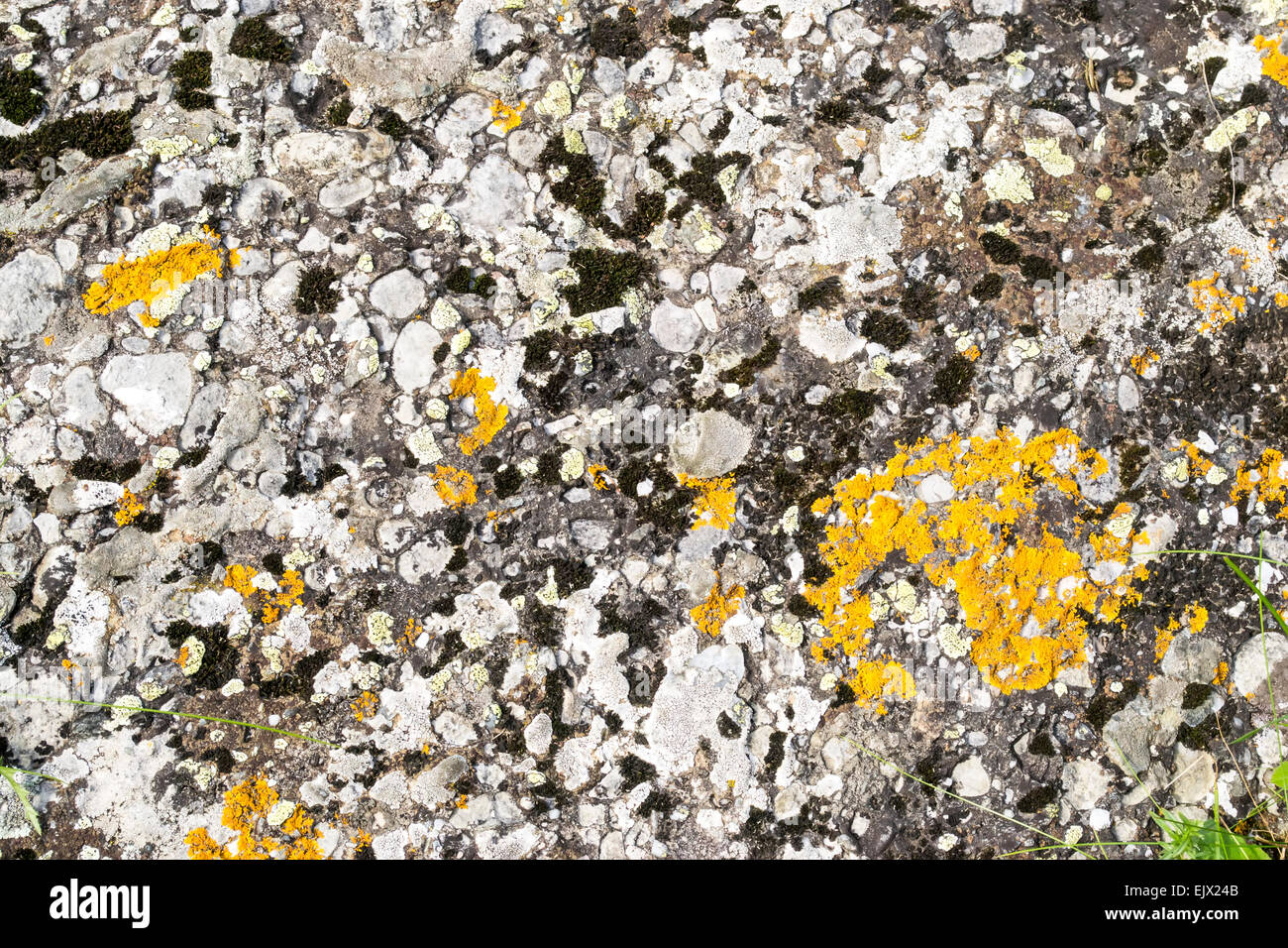 Flache Oberfläche eines Felsens, auf dem Moos und Flechten sind gewachsen, Textur Stockfoto