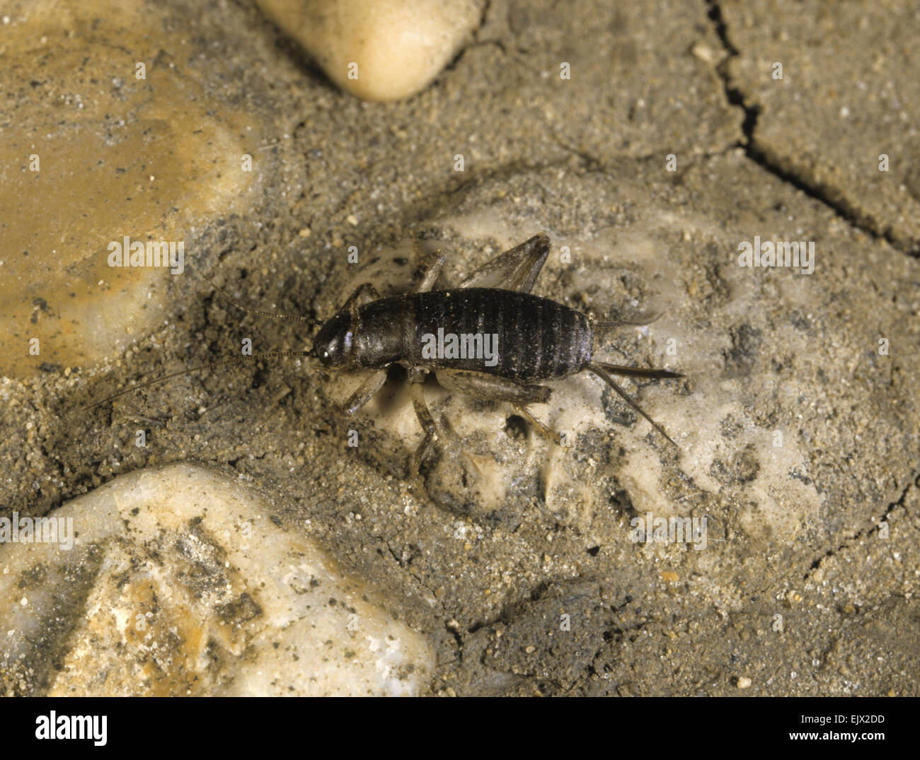 Schuppige Cricket - Pseudomogoplistes vincentae Stockfoto