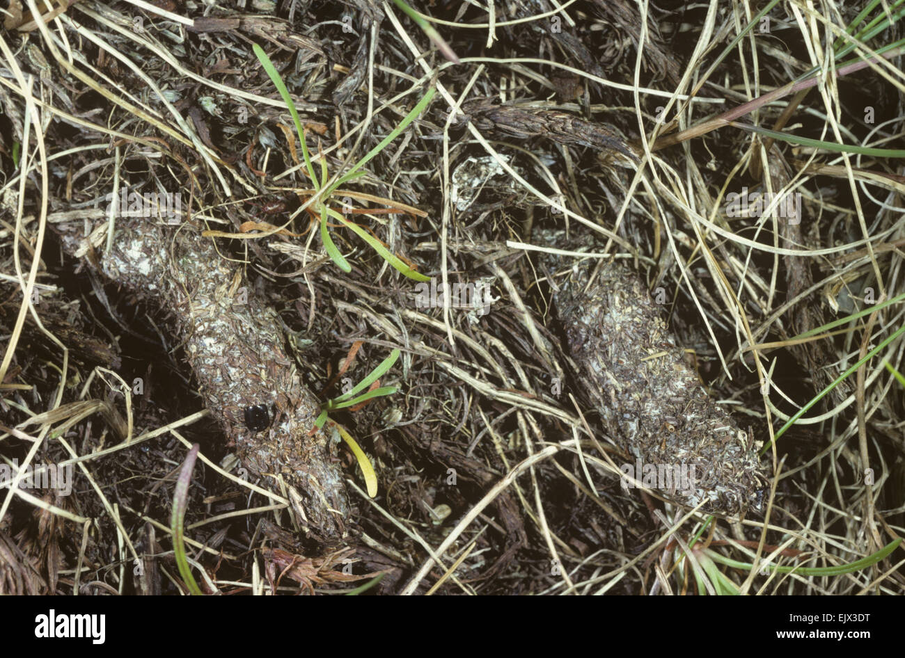 Geldbörse-Web Spider Webs - Attypus affinis Stockfoto