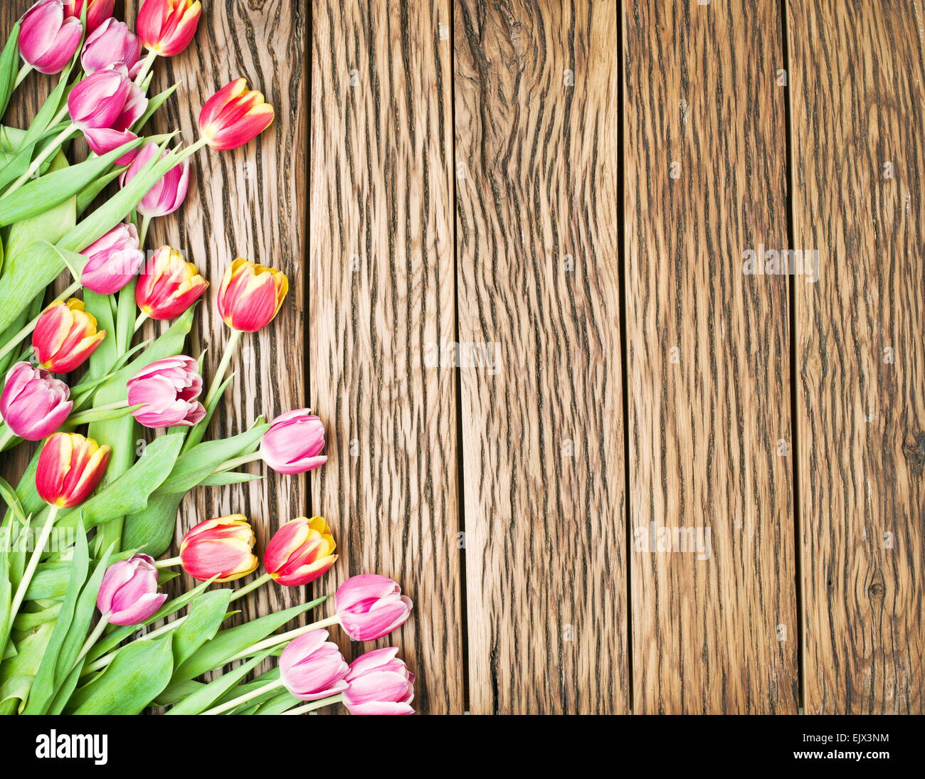 Rosa und rote Tulpen auf einem alten hölzernen Hintergrund. Platz für Text. Stockfoto