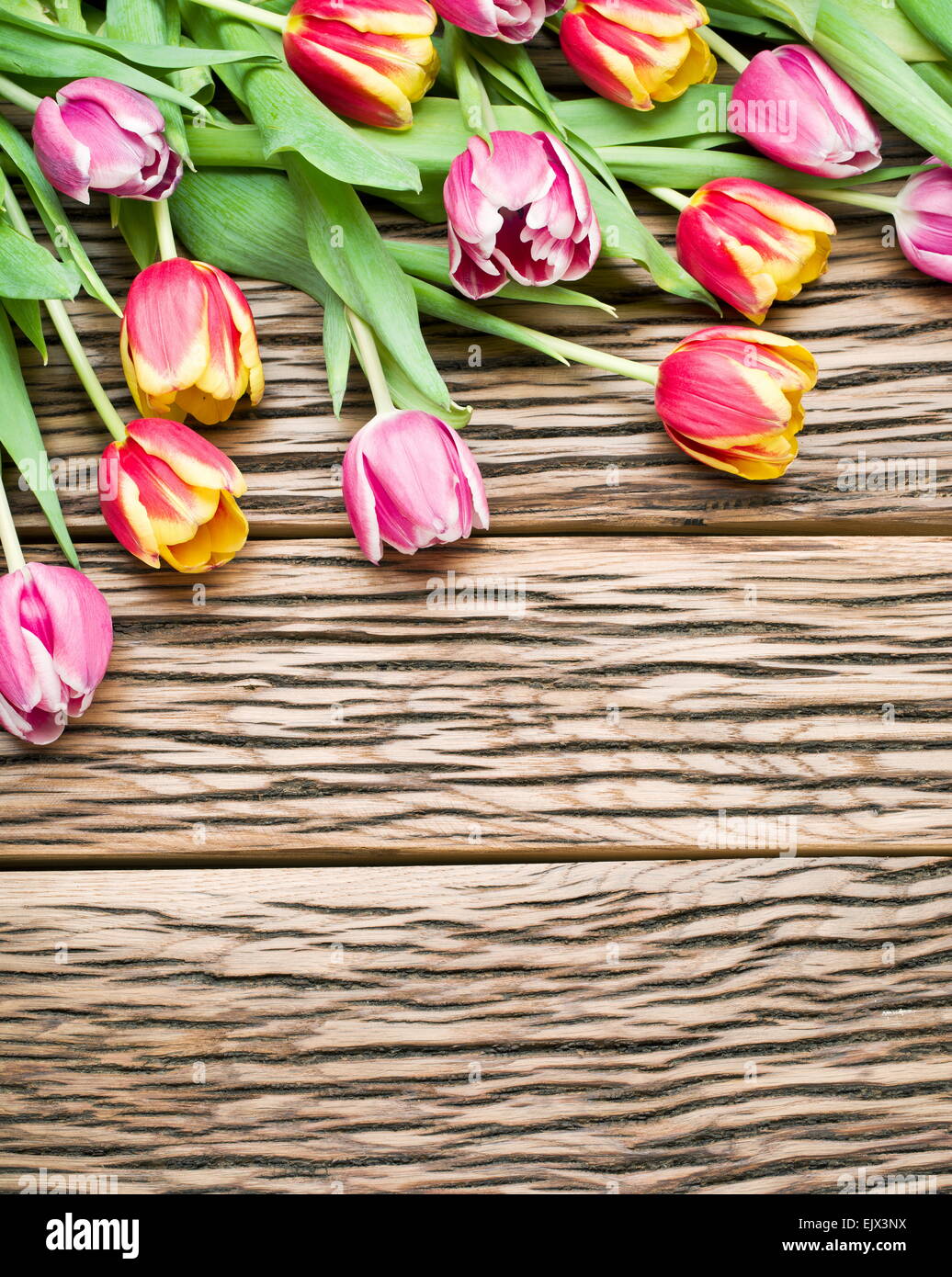 Rosa und rote Tulpen auf einem alten hölzernen Hintergrund. Platz für Text. Stockfoto