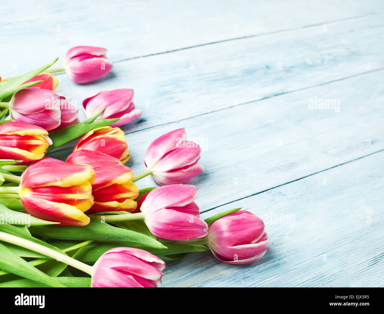 Rosa und rote Tulpen auf einem blauen Hintergrund aus Holz. Platz für Text. Stockfoto