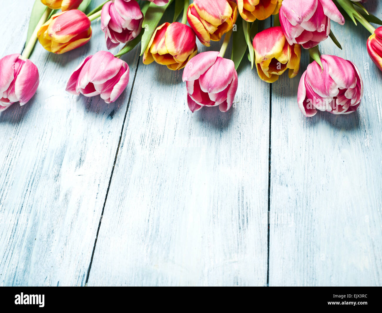 Rosa und rote Tulpen auf einem blauen Hintergrund aus Holz. Platz für Text. Stockfoto