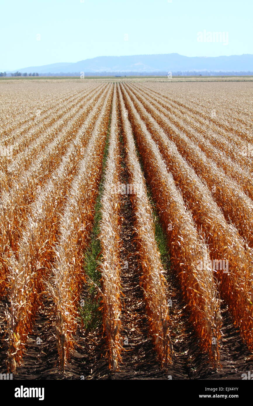 Der Mais ist reif für die Ernte auf Breeza Station, Breeza, NSW, Australien. Stockfoto