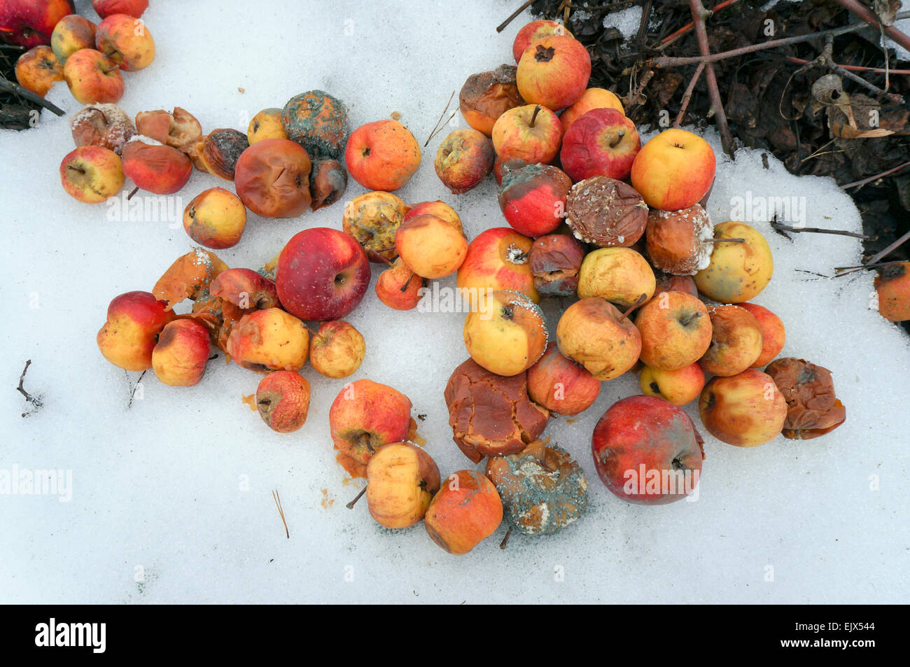 verdorbenes-obst-fotos-und-bildmaterial-in-hoher-aufl-sung-alamy