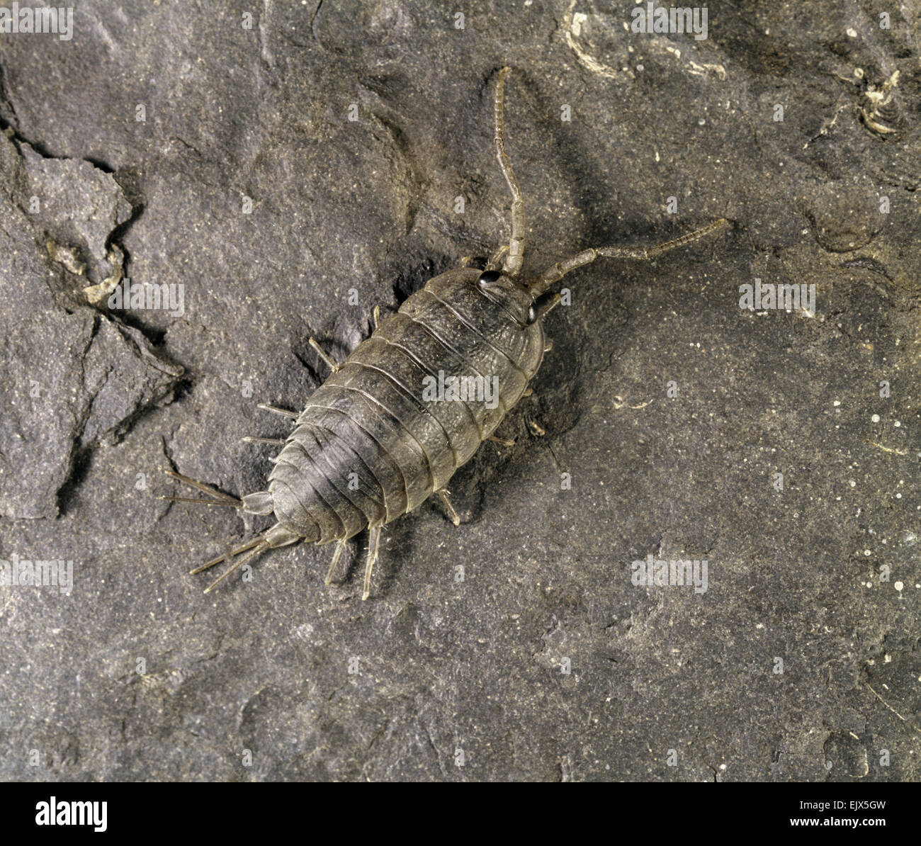 Meer Slater - Ligia oceanica Stockfoto