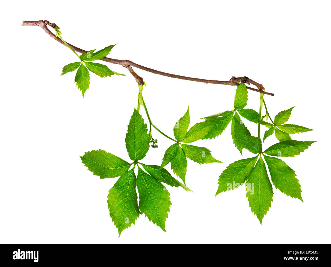 Frühling sanfte zerbrechliche Zweig der wilden Weintraube isoliert Stockfoto