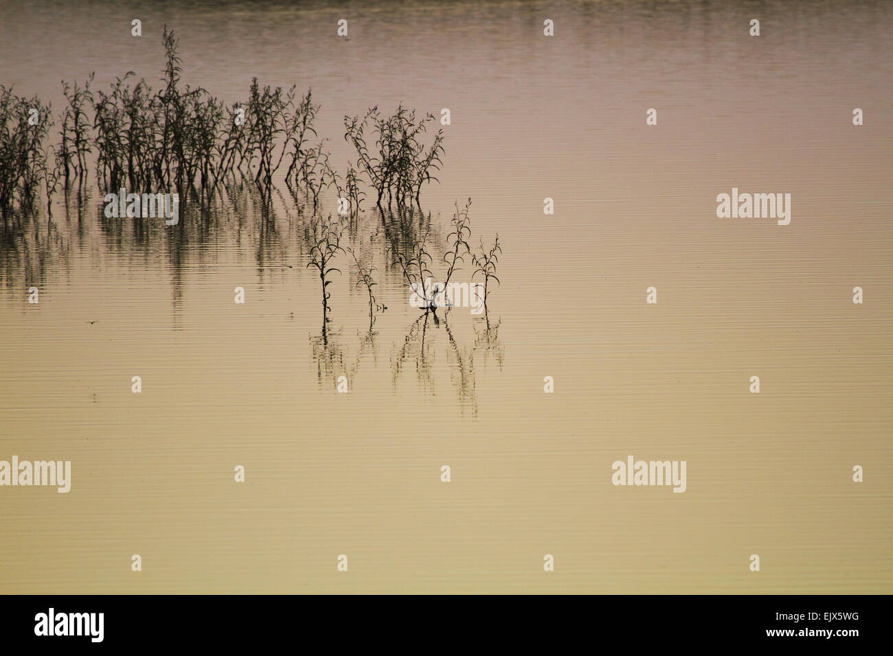 Pflanzen spiegeln sich in einem ruhigen ländlichen Teich in der Nähe von Breeza, NSW, Australien. Stockfoto