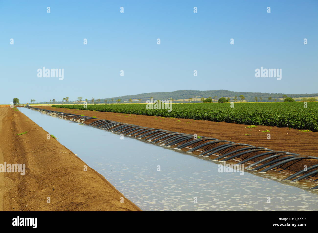 Eine Bewässerung Graben auf "Breeza Station", Breeza. Diese Farm wird begrenzt durch die vorgeschlagenen Zeche Shenhua Wasserzeichen. Stockfoto