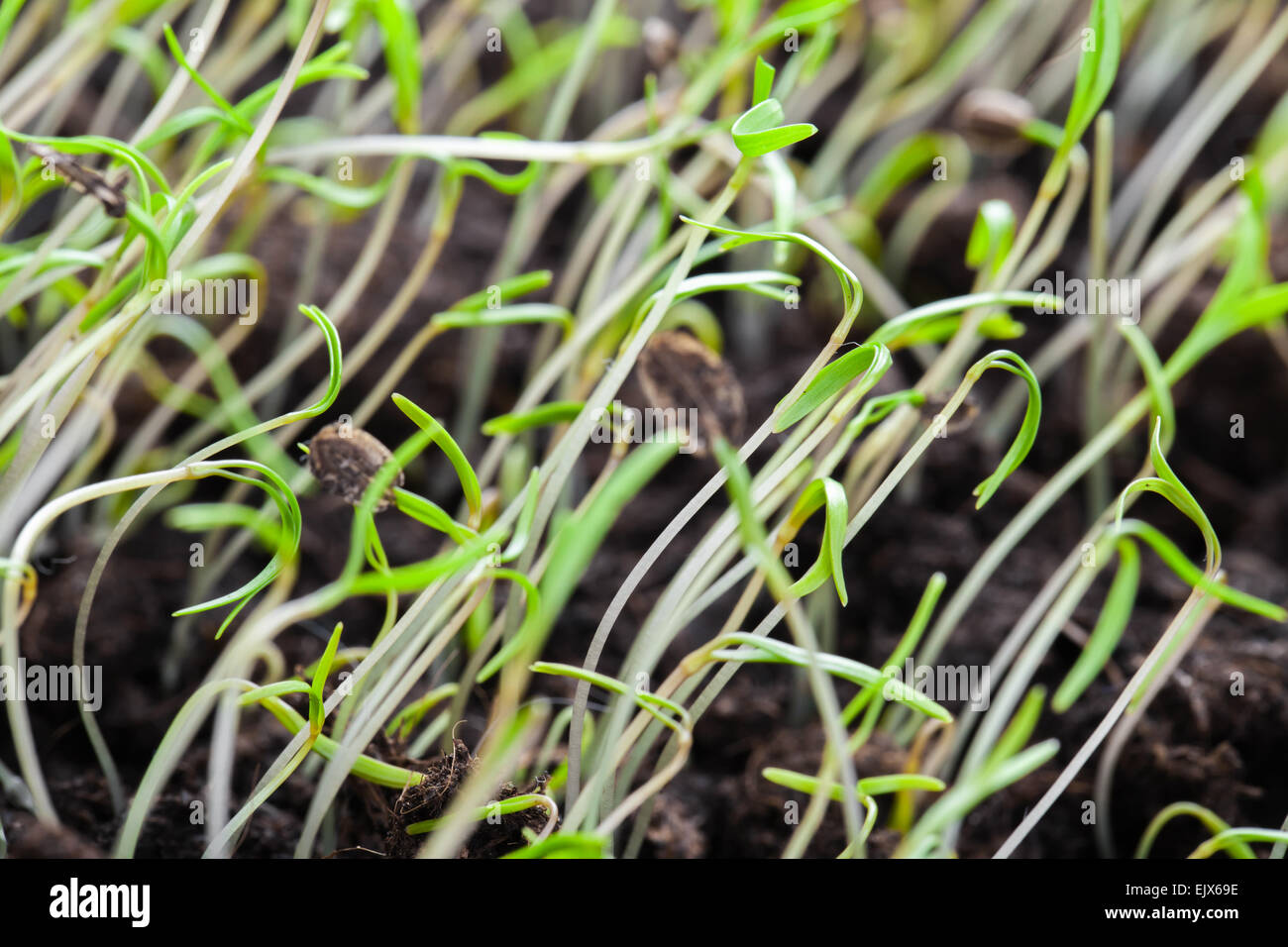 Jungen grünen Sprossen des Frühlings Rasen über dunkler Erde Hintergrund. Makro-Foto mit Tiefenschärfe und flachen DOF Stockfoto