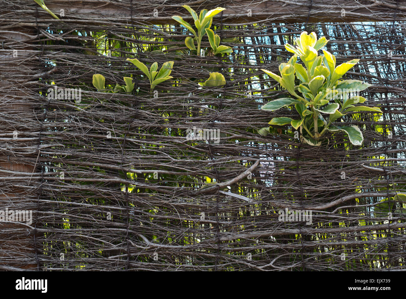 Grüne Blätter wachsen durch Wicker Wand Stockfoto