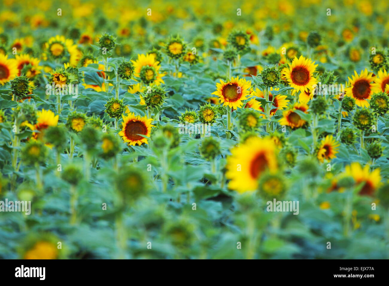 Sonnenblumen mit Blick nach Osten in der Nähe von den Städten Breeza und Caroona an der Liverpool Plains, New-South.Wales, Australien. Stockfoto