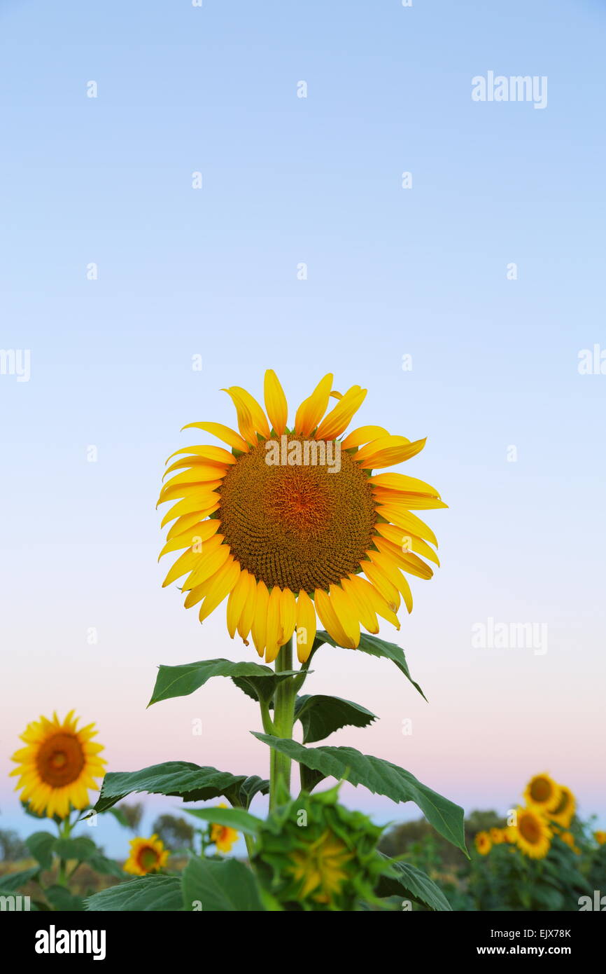 Sonnenblumen mit Blick nach Osten in der Nähe von den Städten Breeza und Caroona an der Liverpool Plains, New-South.Wales, Australien. Stockfoto
