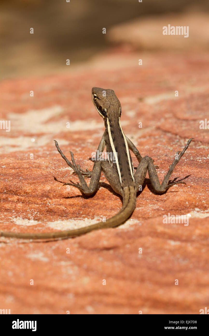 Long-Nosed Dragon (Gowidon longirostris) im Kalbarri National Park, Western Australia Stockfoto