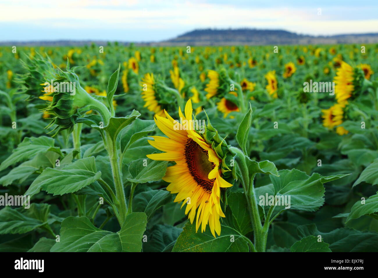 Sonnenblumen mit Blick nach Osten in der Nähe von den Städten Breeza und Caroona an der Liverpool Plains, New-South.Wales, Australien. Stockfoto