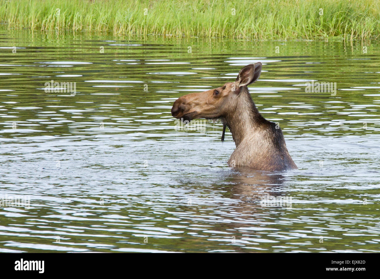 Elche (Alces americanus) Baden im Denali Nationalpark, Alaska Stockfoto