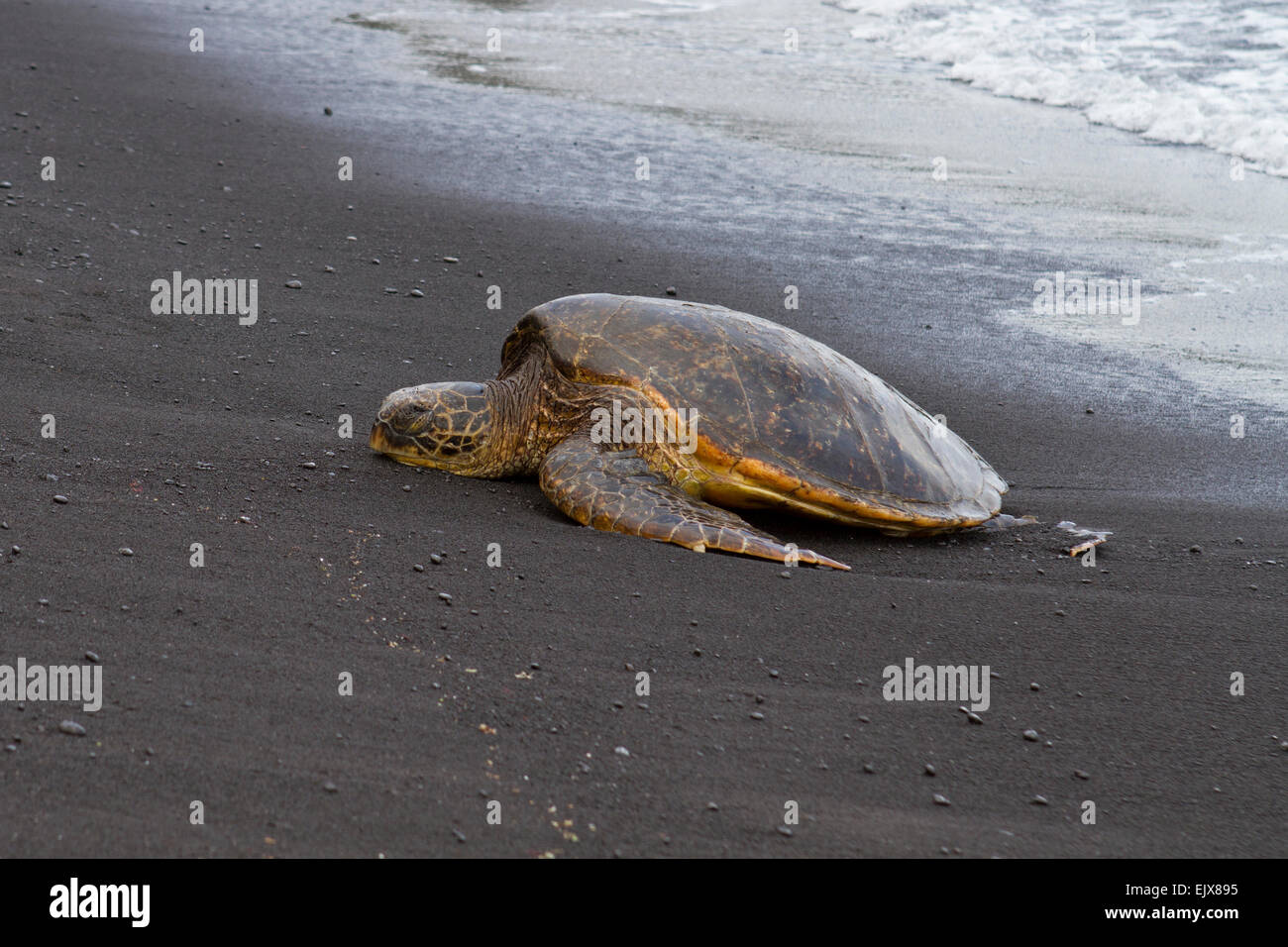 Grüne Meeresschildkröten an Land auf Big Island, Hawaii Stockfoto