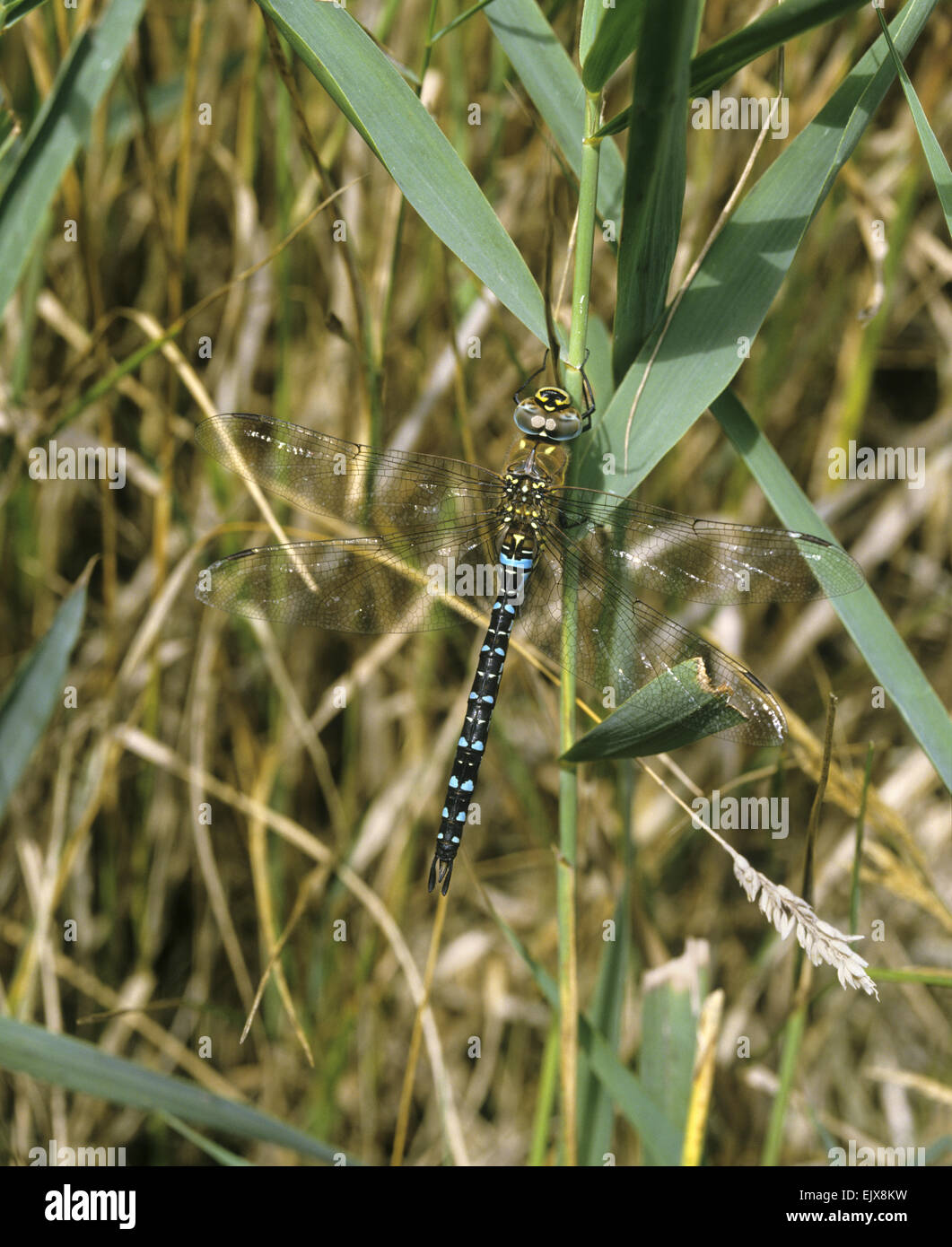 Migrationshintergrund Hawker - Aeshna mixta Stockfoto