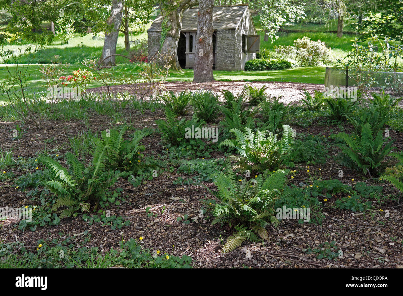 WOODLAND FARNE WACHSEN IN SCHECKEN FRÜHLING SONNENLICHT. Stockfoto