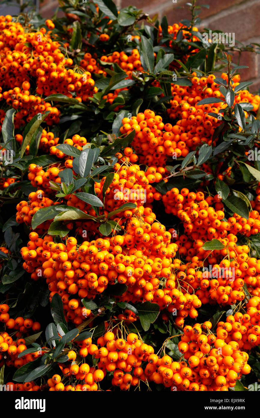 PYRACANTHA ORANGE LEUCHTEN. Stockfoto