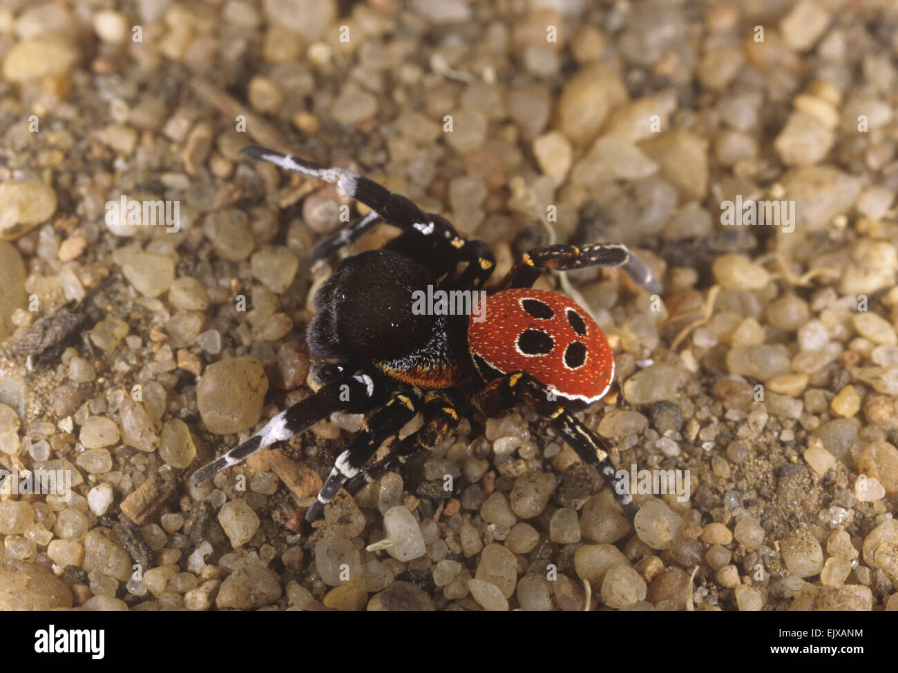 Marienkäfer Spider - Eresus niger Stockfoto